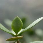 降息